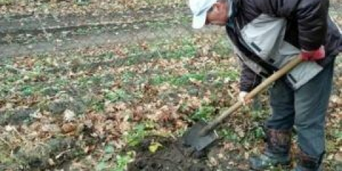 Jak přesadit ostružiny na podzim na nové místo